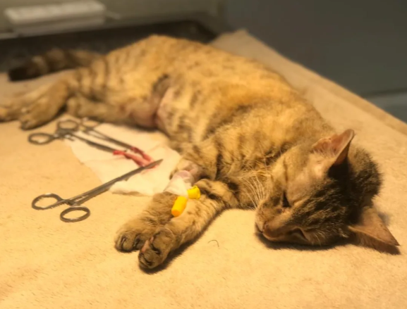 Clinic care