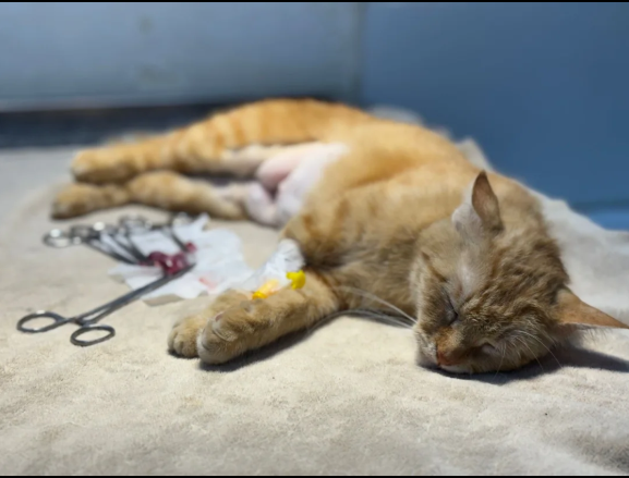 Spay/neuter procedure