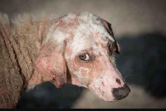 Injured animal awaiting medical care