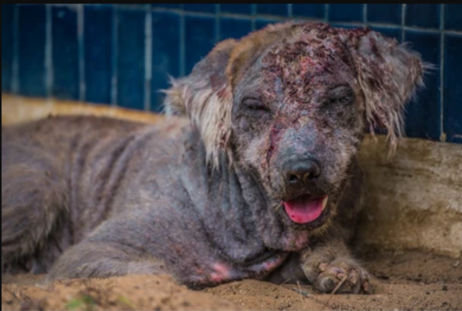 Injured animal awaiting medical care