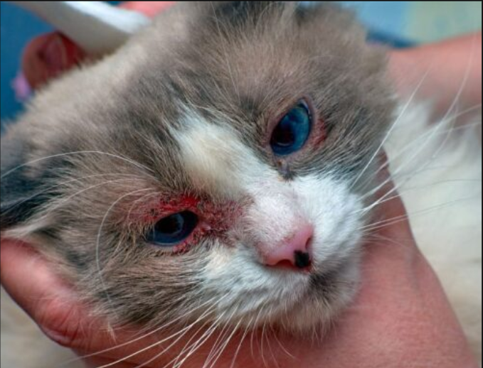 Injured animal awaiting medical care