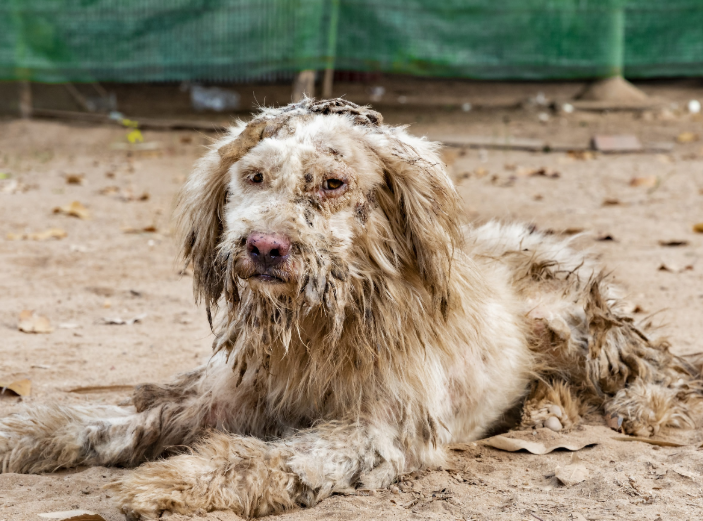 Injured animal awaiting medical care