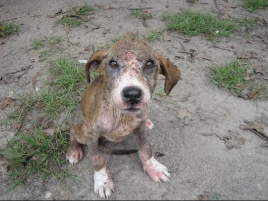 Injured animal awaiting medical care