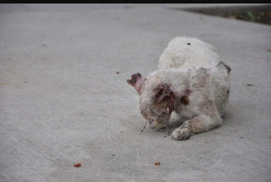 Injured animal awaiting medical care