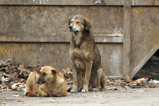 Injured animal awaiting medical care