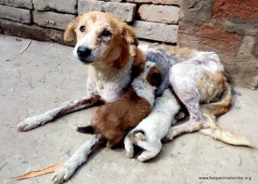 Injured animal awaiting medical care