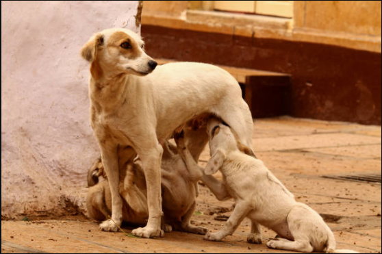 Injured animal awaiting medical care