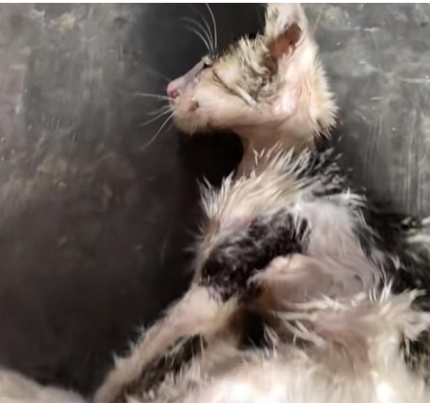 Injured animal awaiting medical care